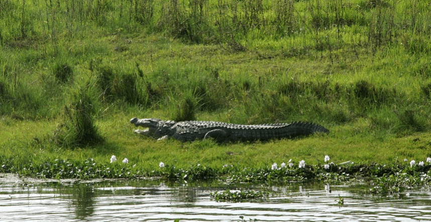 A Guide to Nepal's National Parks and Wildlife Reserves